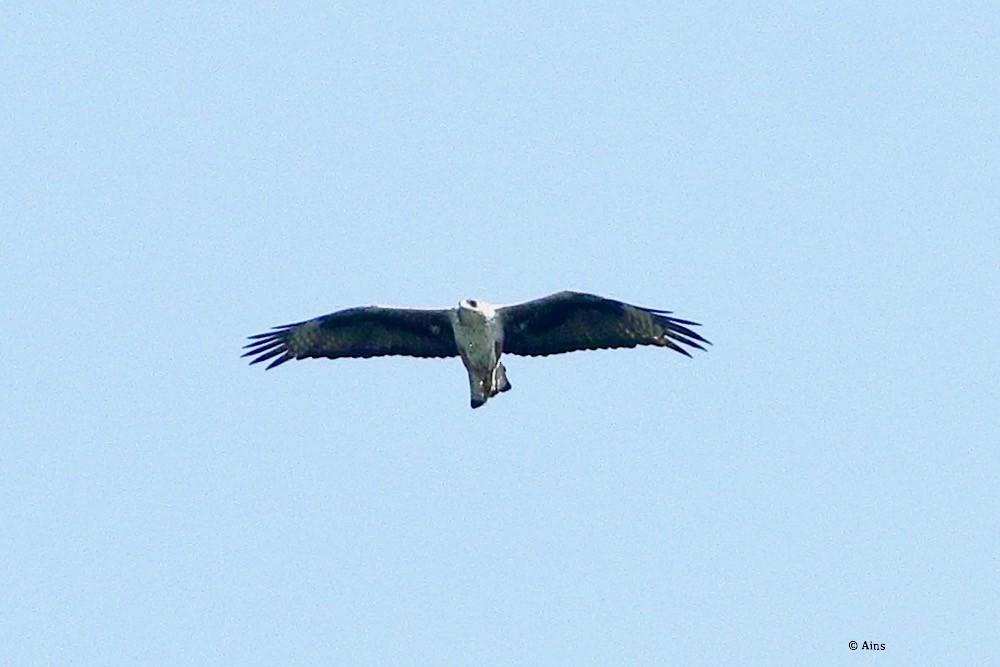 Bonelli's Eagle - ML624354280