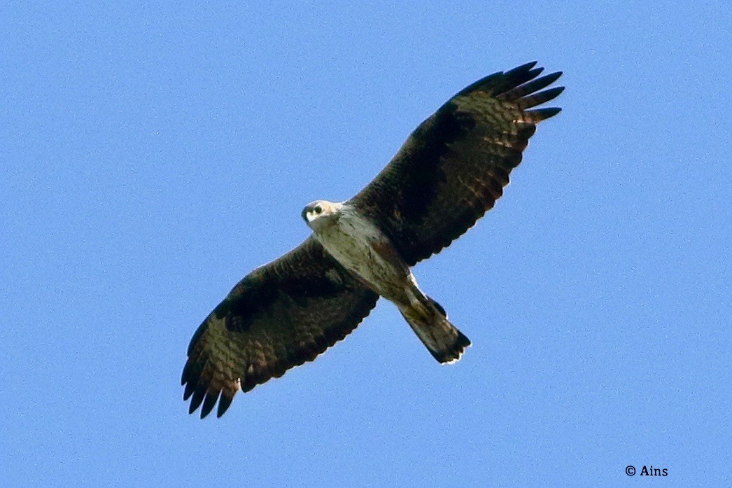Bonelli's Eagle - ML624354281