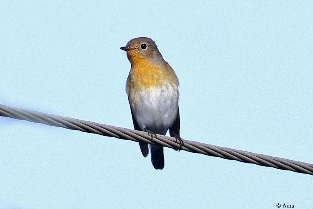 Red-breasted Flycatcher - ML624354357