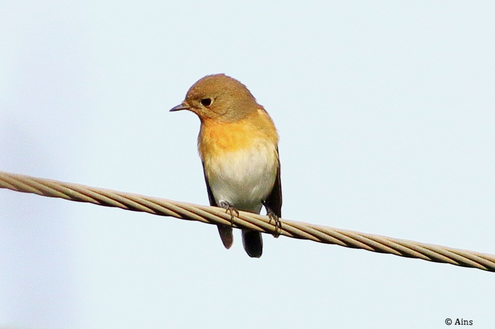 Red-breasted Flycatcher - ML624354358
