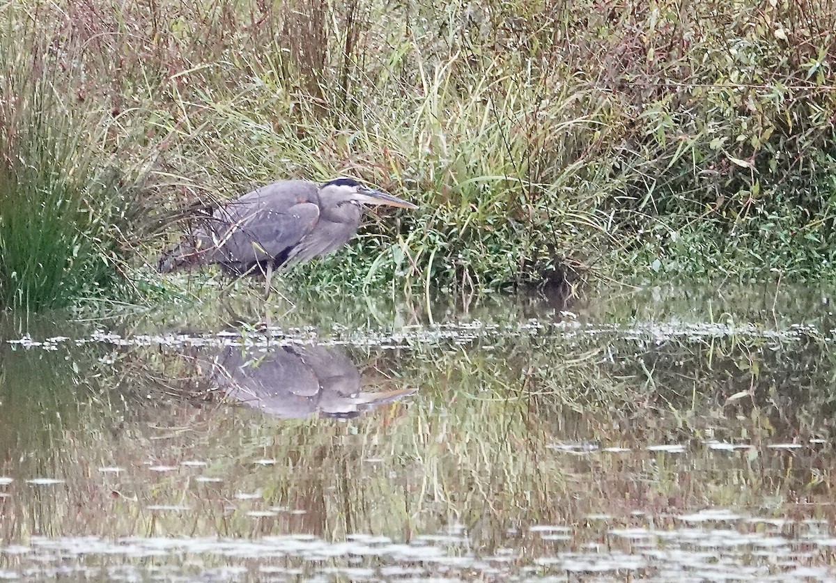 Great Blue Heron - ML624354383