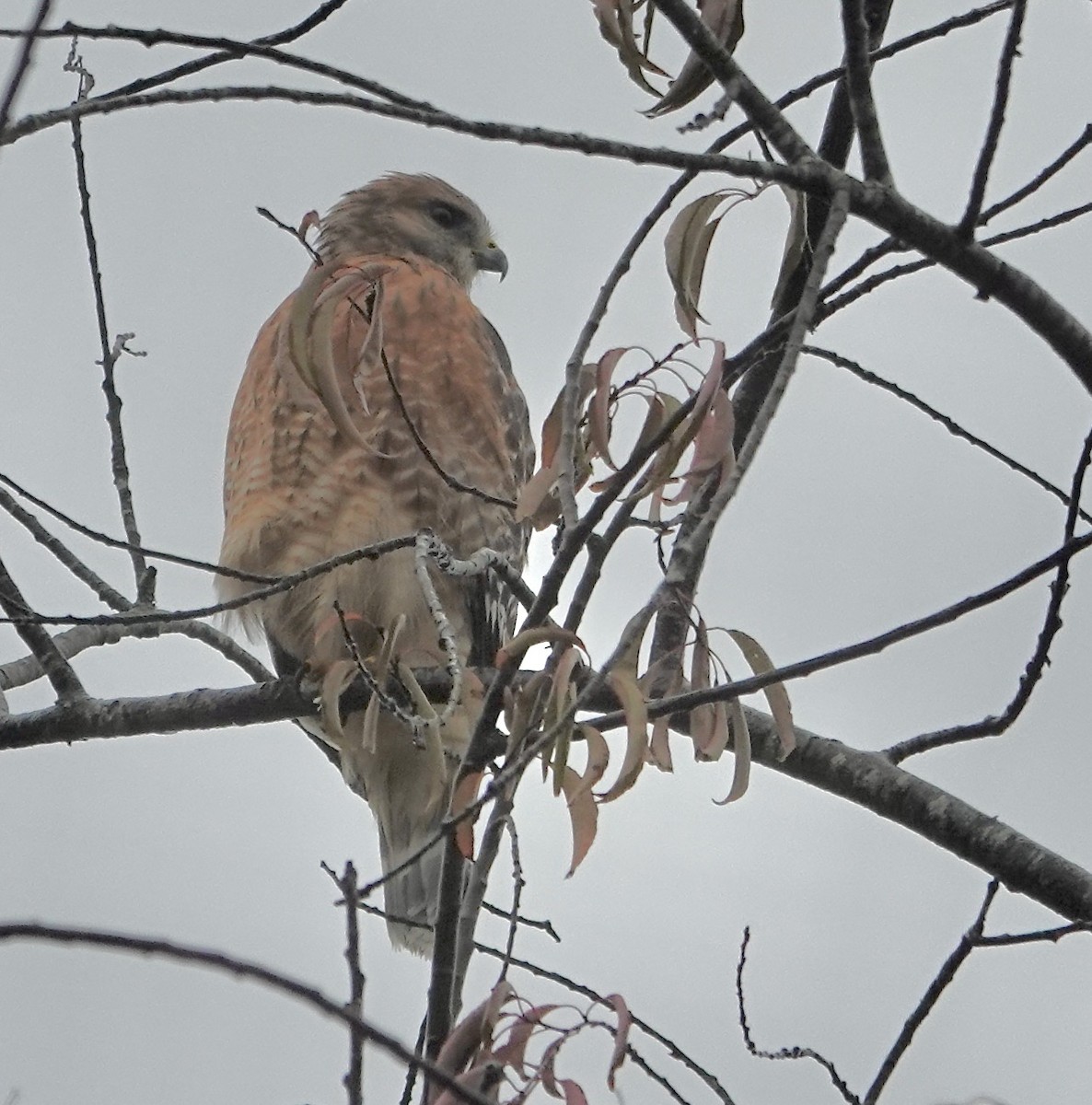 Red-shouldered Hawk - ML624354395