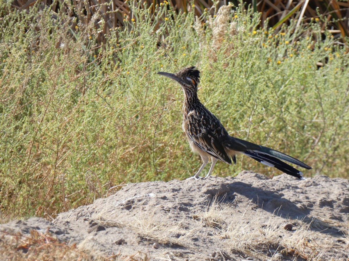 Greater Roadrunner - ML624354420
