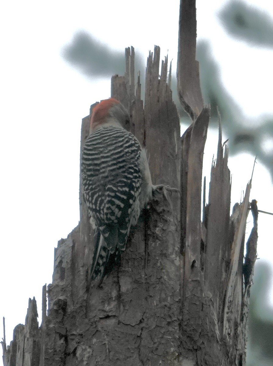 Red-bellied Woodpecker - ML624354429