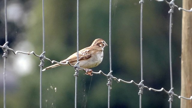 Lark Sparrow - ML624354432