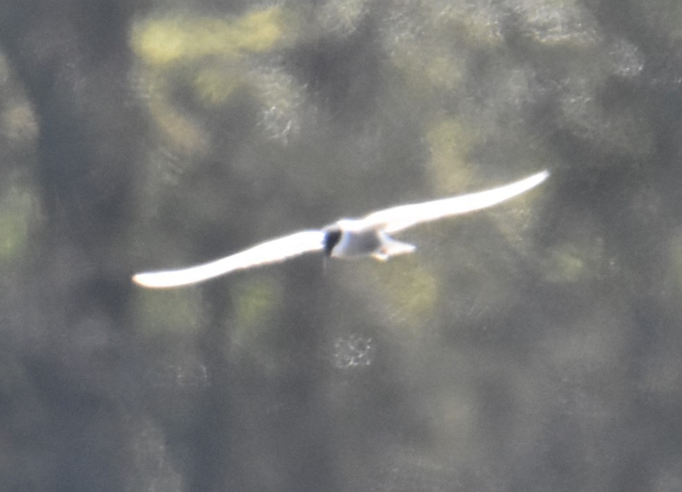 Whiskered Tern - Mark Tarnawski