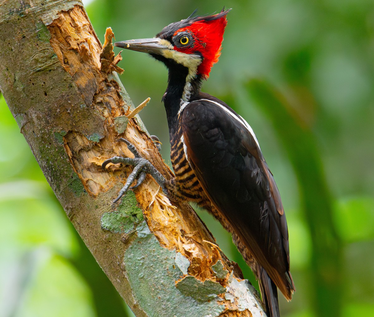 Crimson-crested Woodpecker - ML624354446