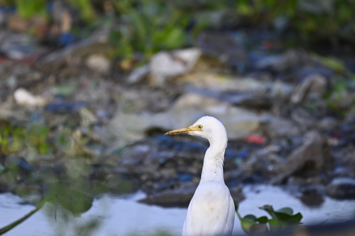 Medium Egret - Ali Hyder