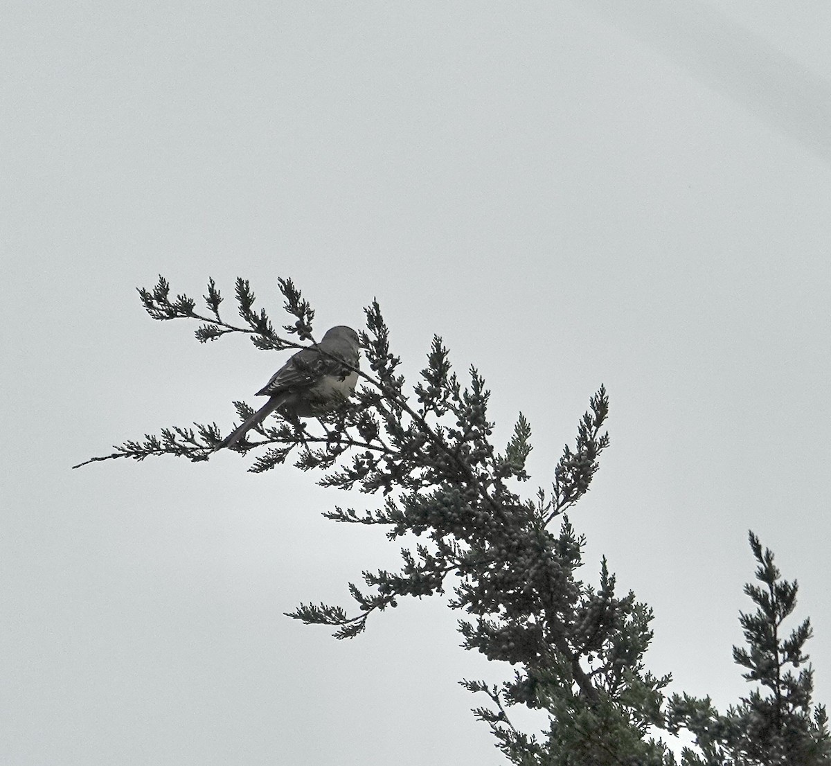 Northern Mockingbird - ML624354477