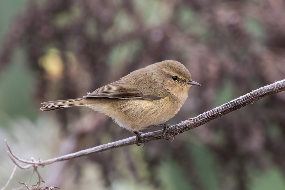 Mosquitero Canario - ML624354523