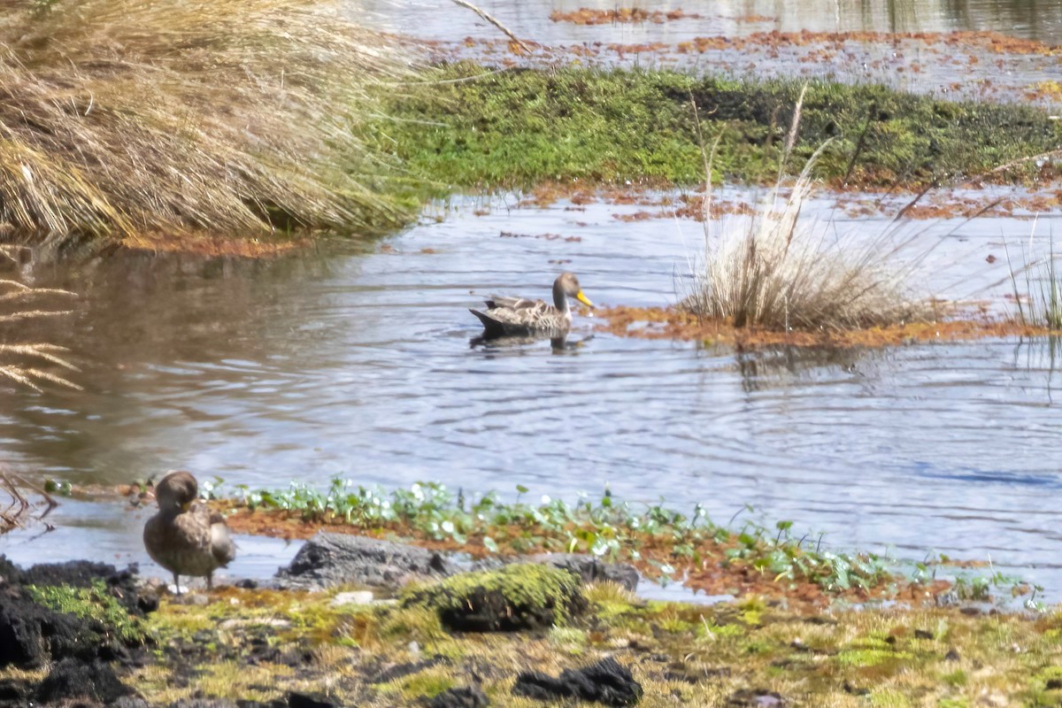 ostralka žlutozobá (ssp. spinicauda/niceforoi) - ML624354529