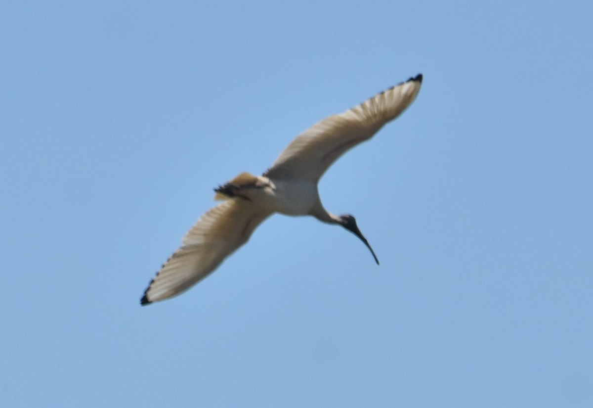 Ibis Moluqueño - ML624354542