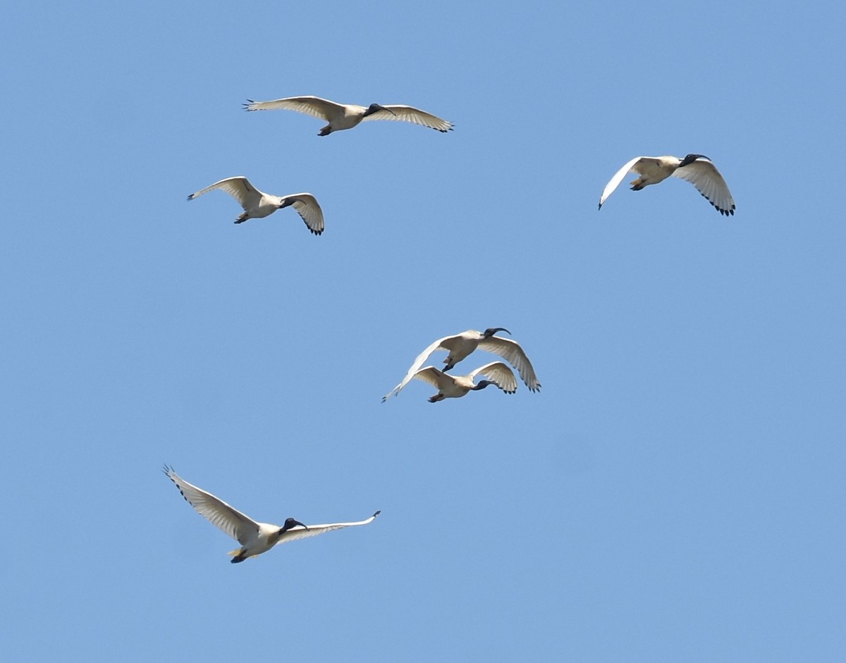 Ibis Moluqueño - ML624354544