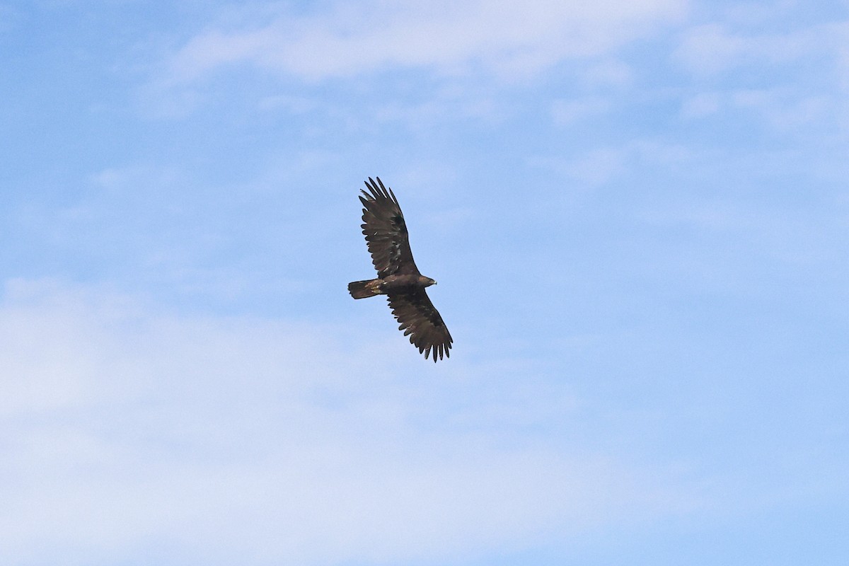 Águila Real - ML624354547