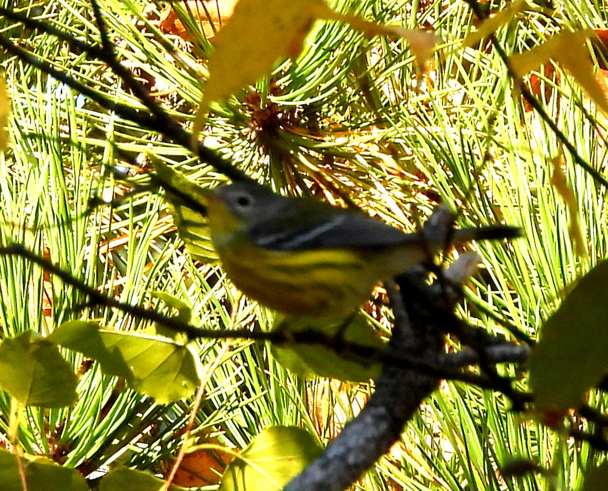 Magnolia Warbler - Sharon Wilcox