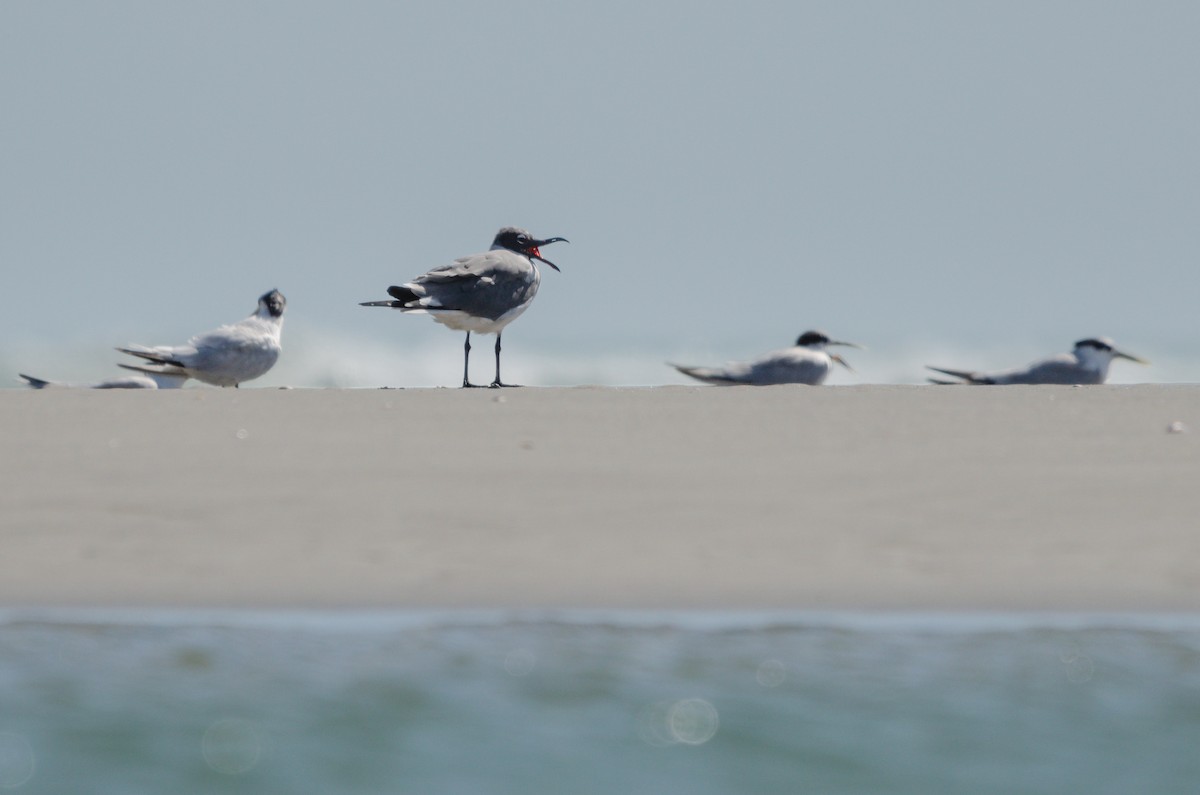 Gaviota Guanaguanare - ML624354551