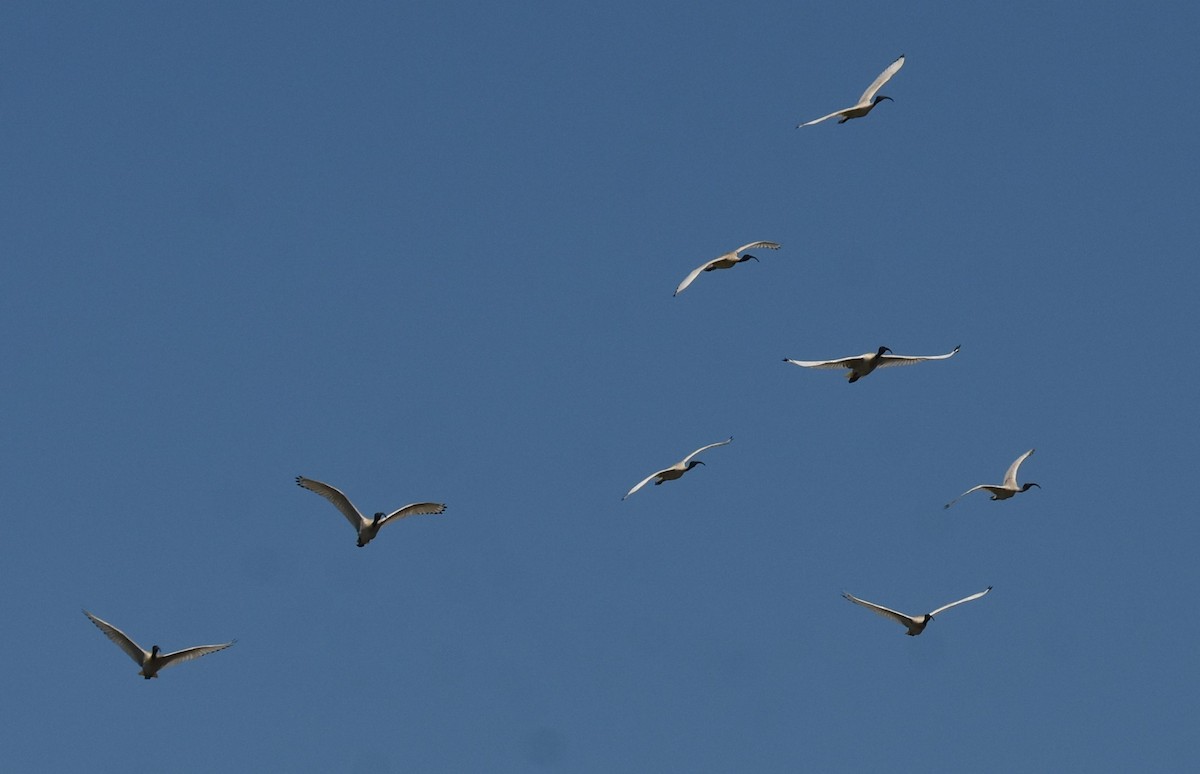 Ibis Moluqueño - ML624354553