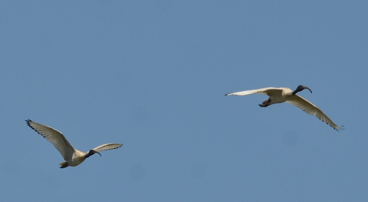 Ibis Moluqueño - ML624354556