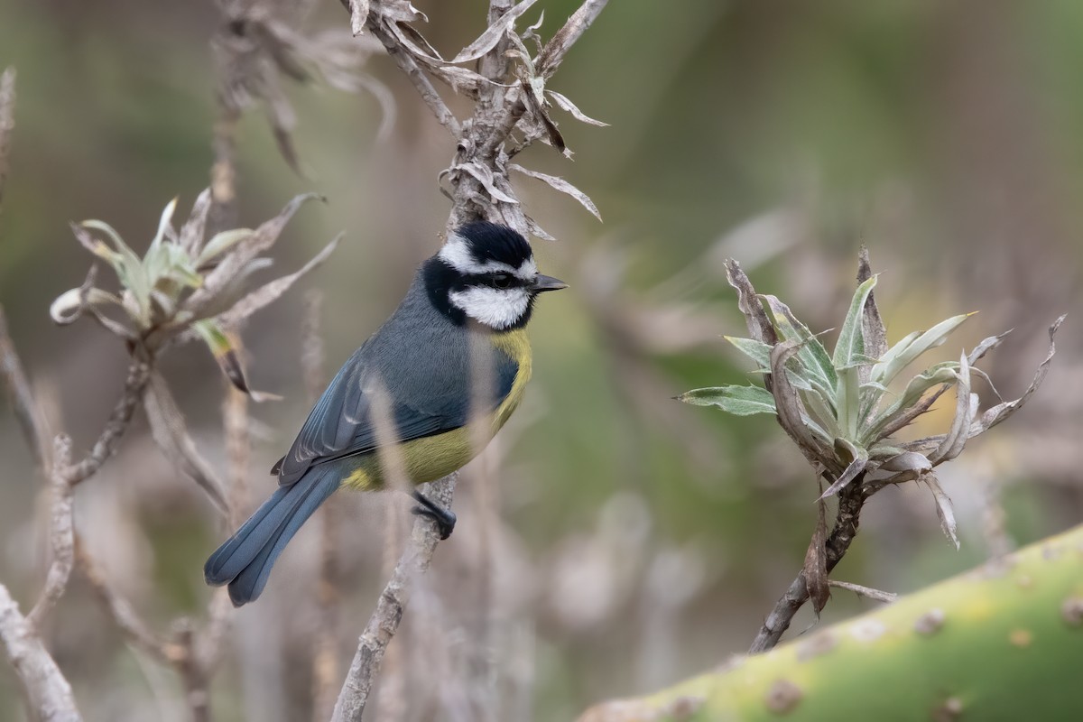 African Blue Tit - ML624354688