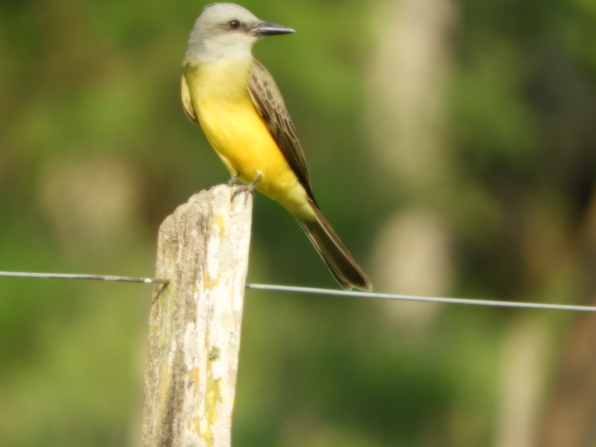 Tropical Kingbird - ML624354689