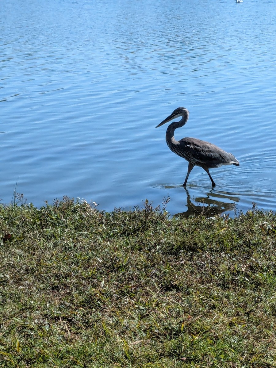 Great Blue Heron - ML624354692