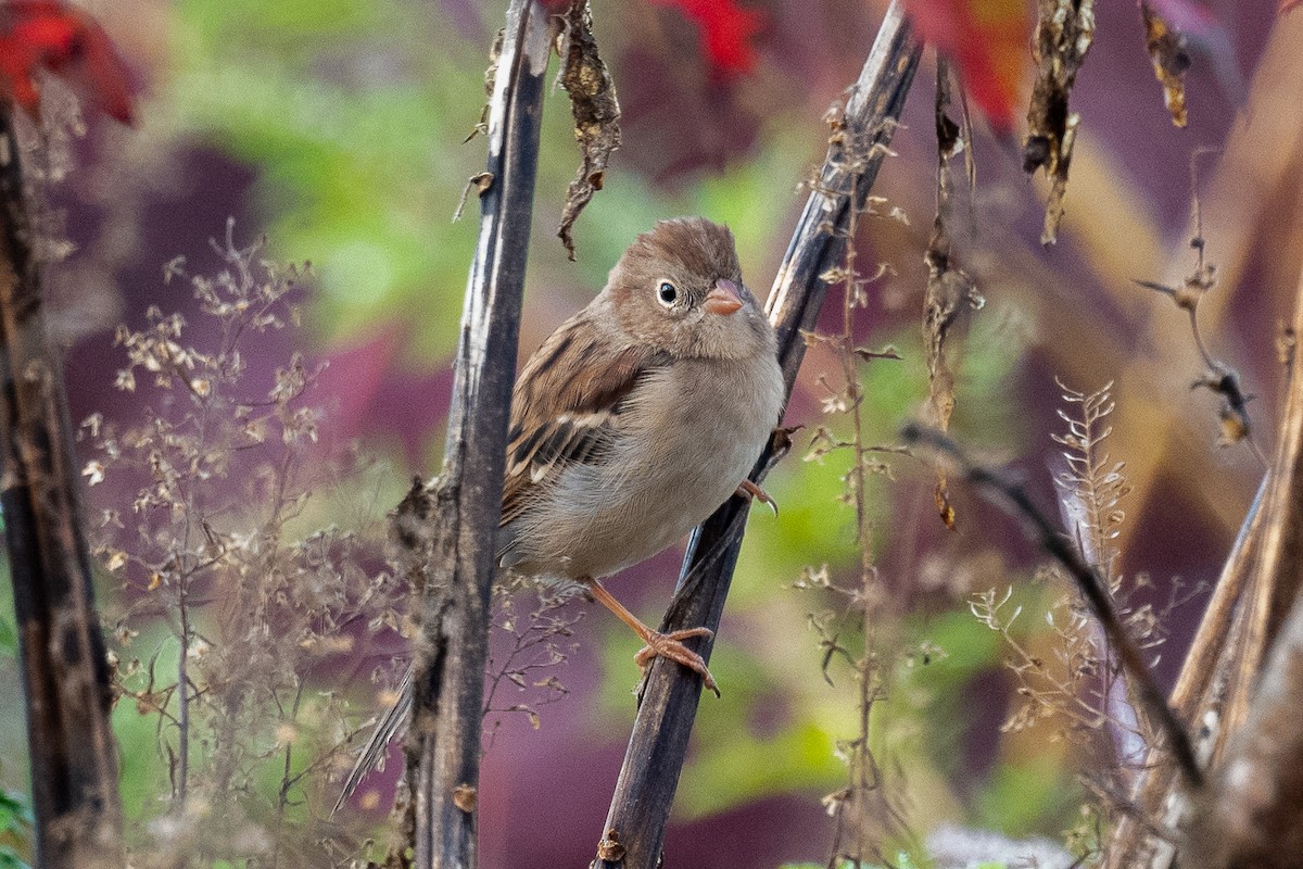 Field Sparrow - ML624354694