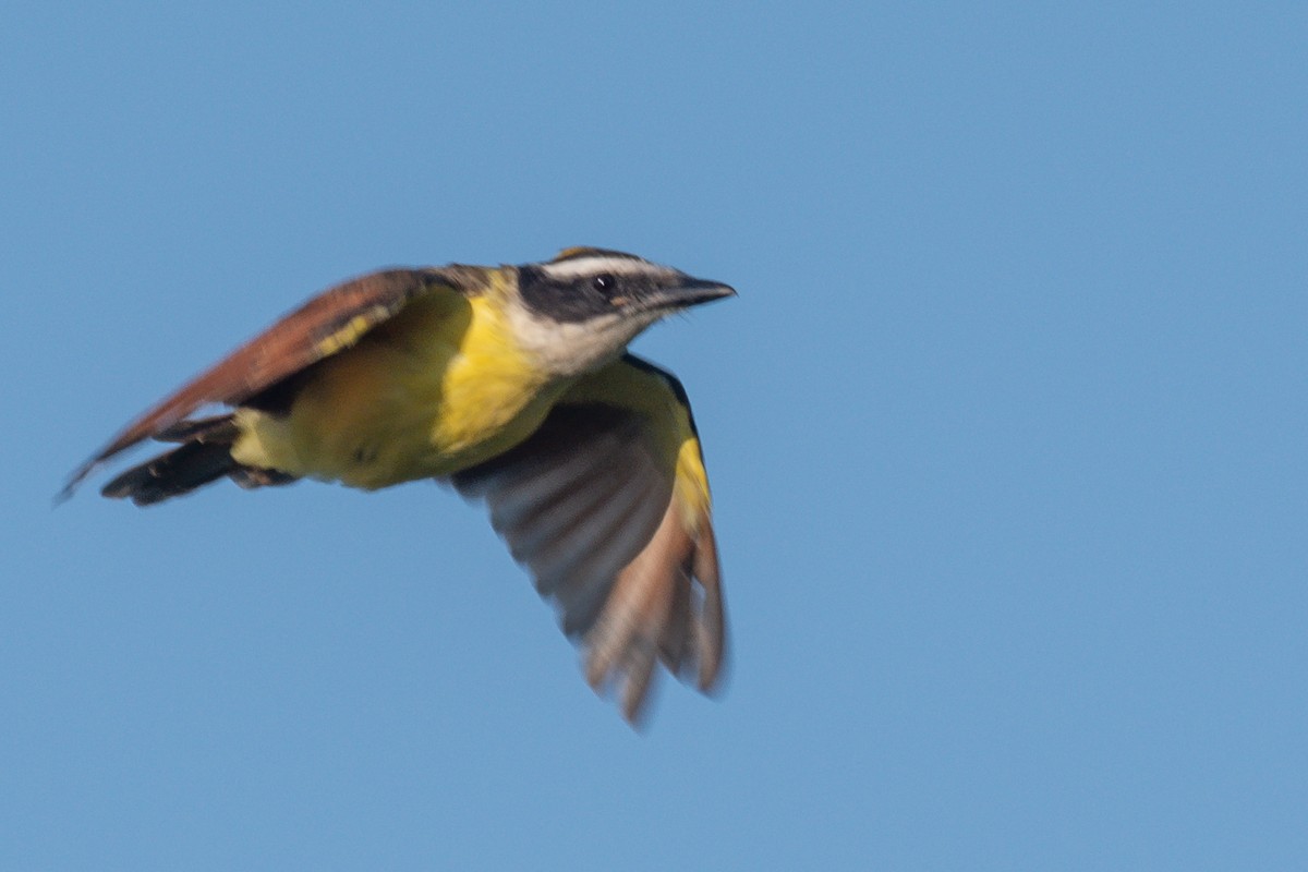 Great Kiskadee - ML624354695