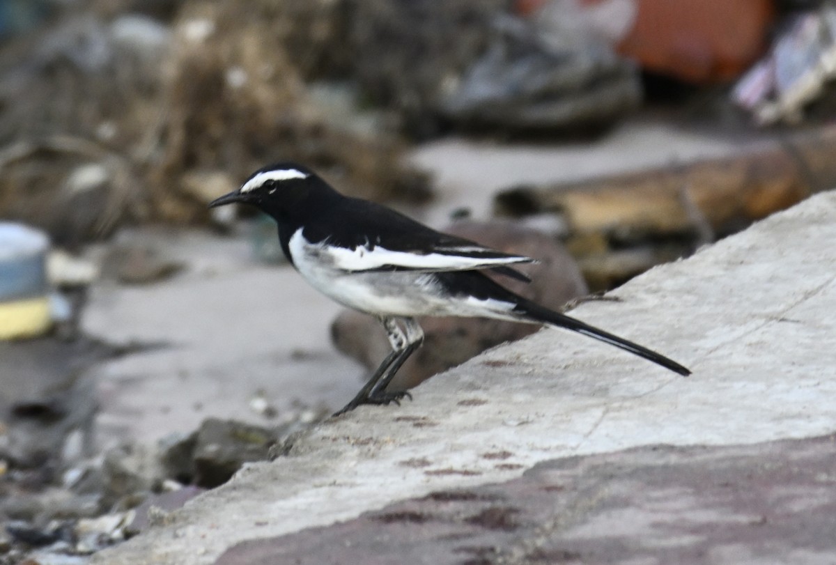 White-browed Wagtail - ML624354696