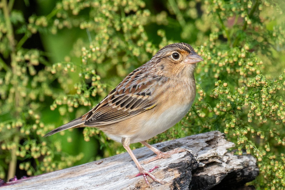 Grasshopper Sparrow - ML624354700