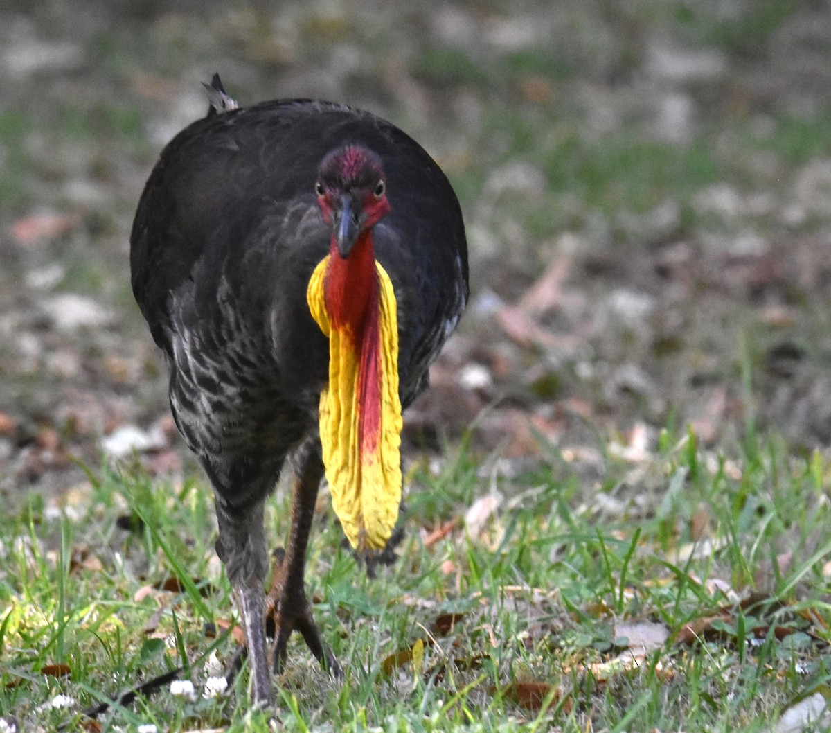 Australian Brushturkey - ML624354703