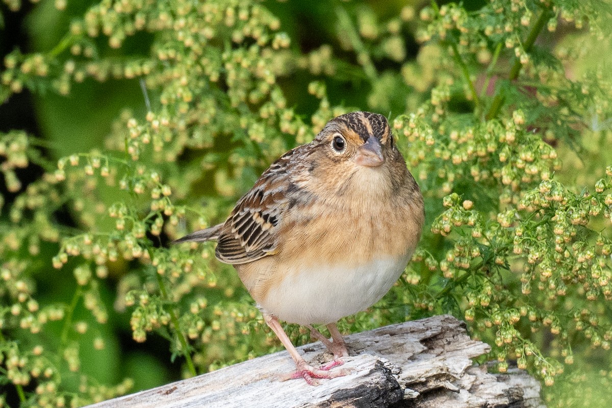 Grasshopper Sparrow - ML624354705