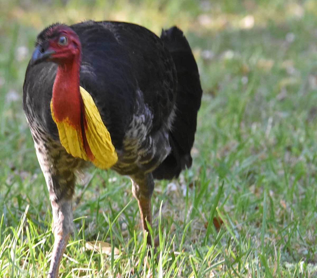 Australian Brushturkey - ML624354706