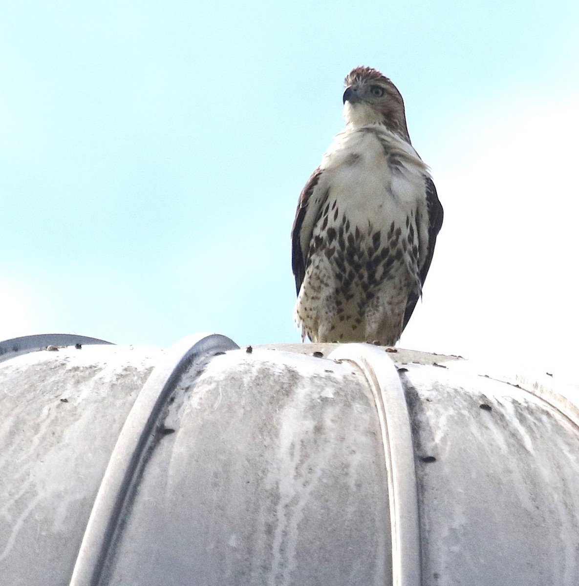 Red-tailed Hawk - ML624354709