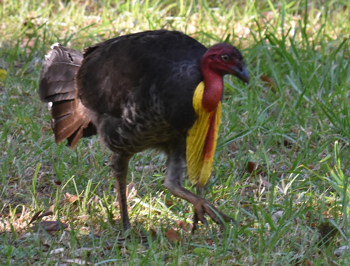 Australian Brushturkey - ML624354711