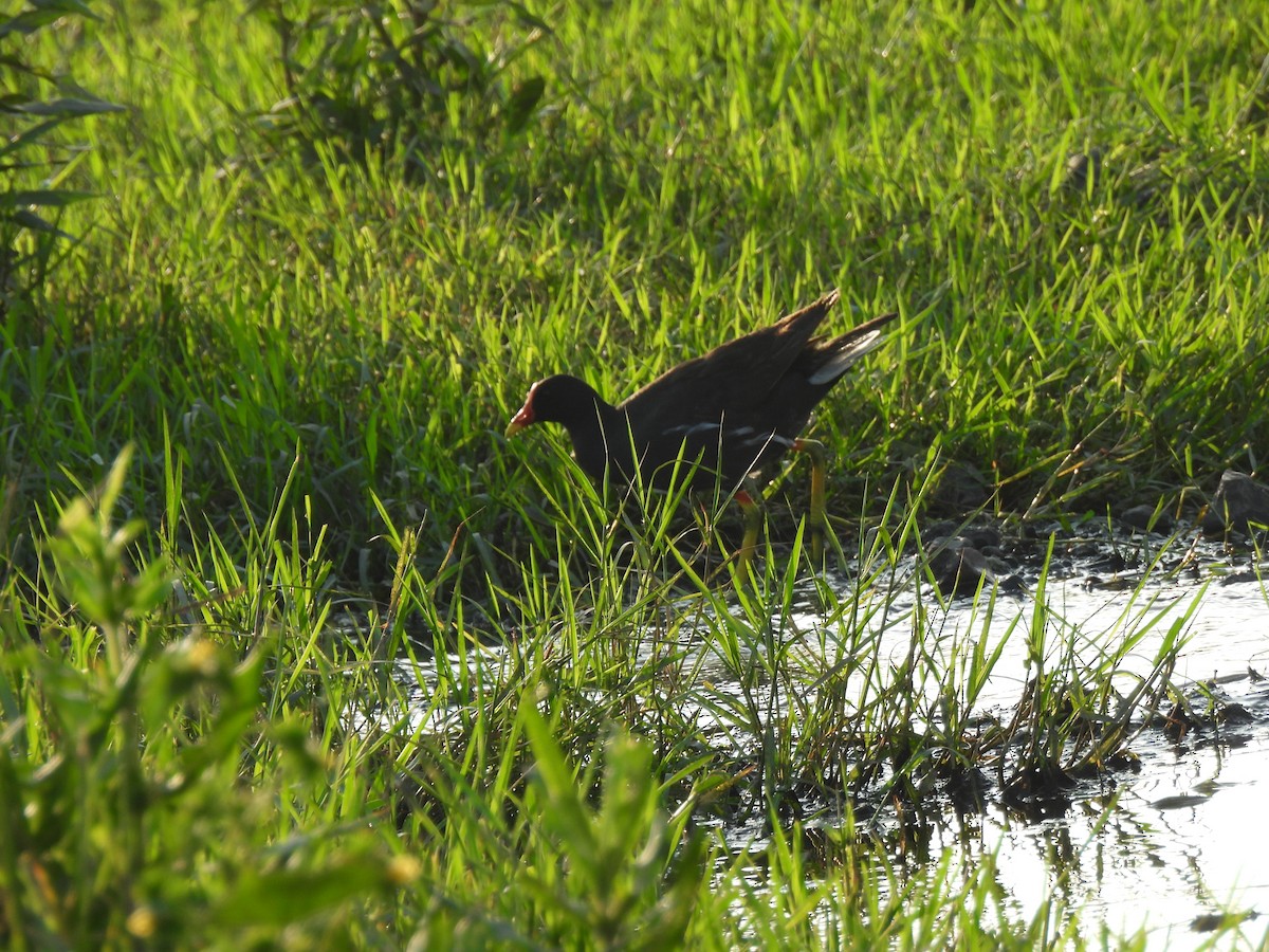 Eurasian Moorhen - Shilpa Gadgil