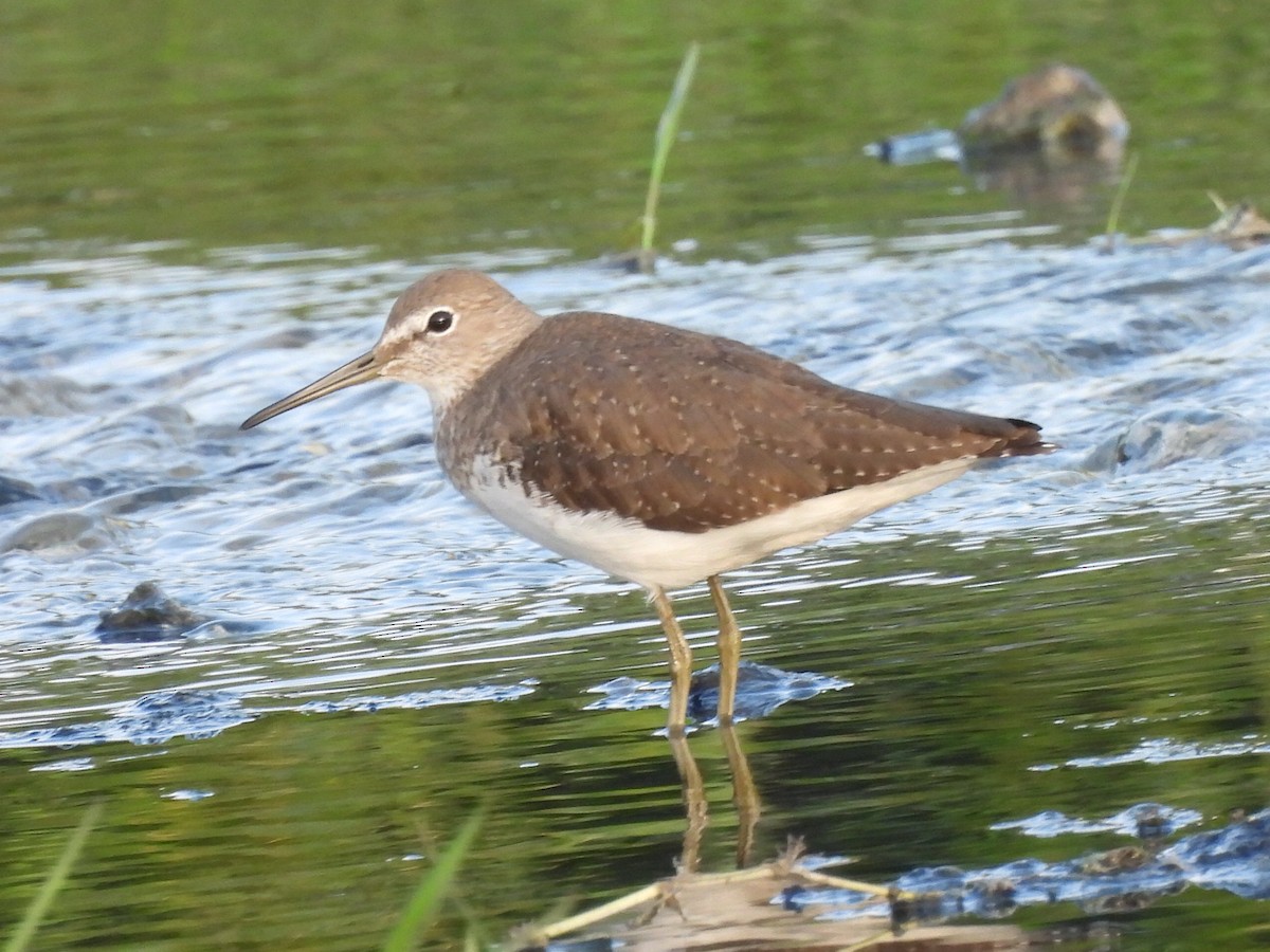 Green Sandpiper - ML624354750