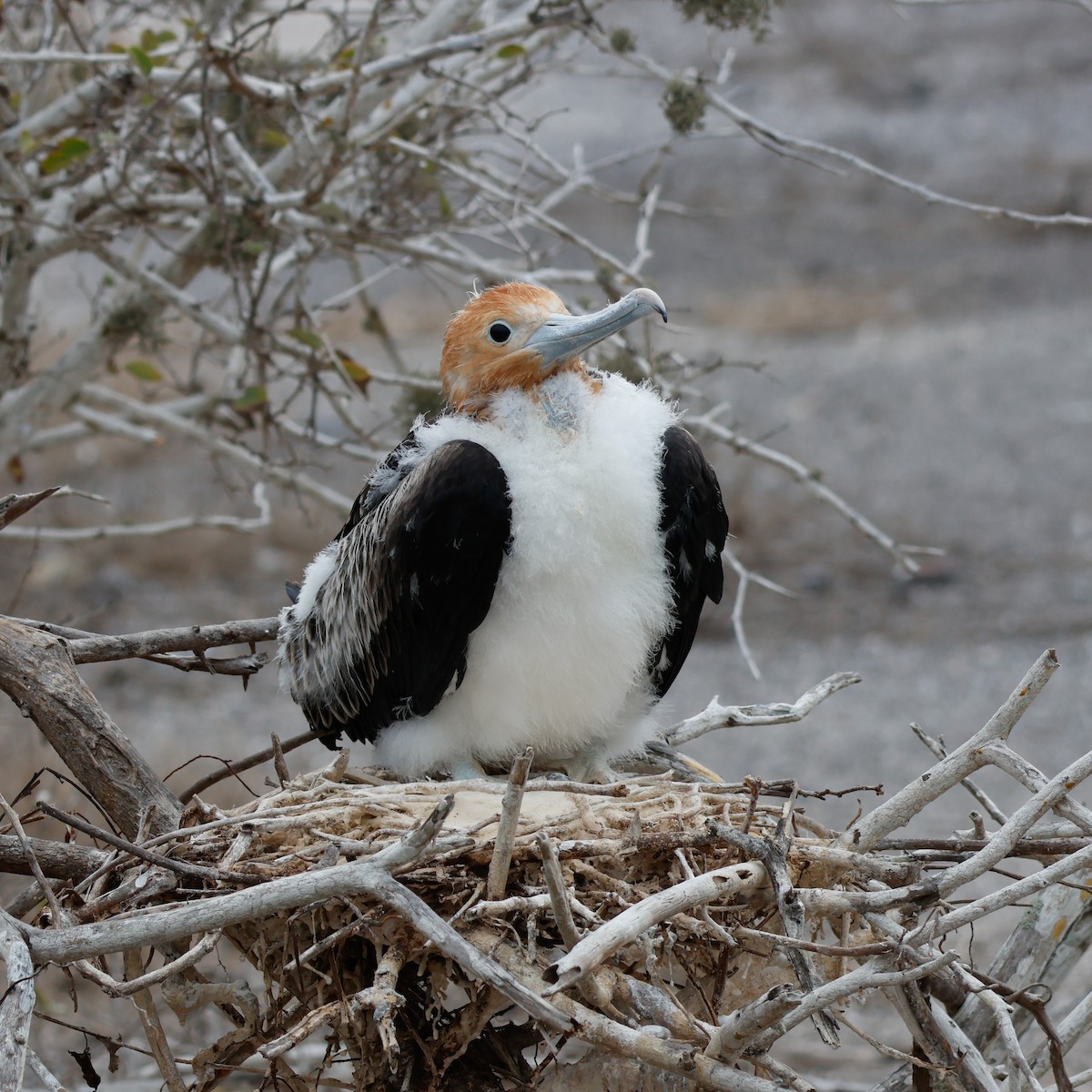 Bindenfregattvogel - ML624354765