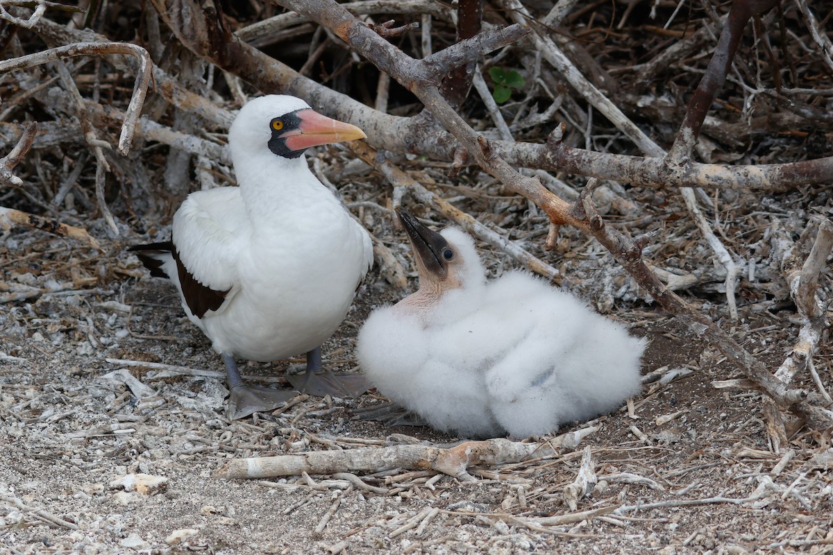 Nazca Booby - ML624354777