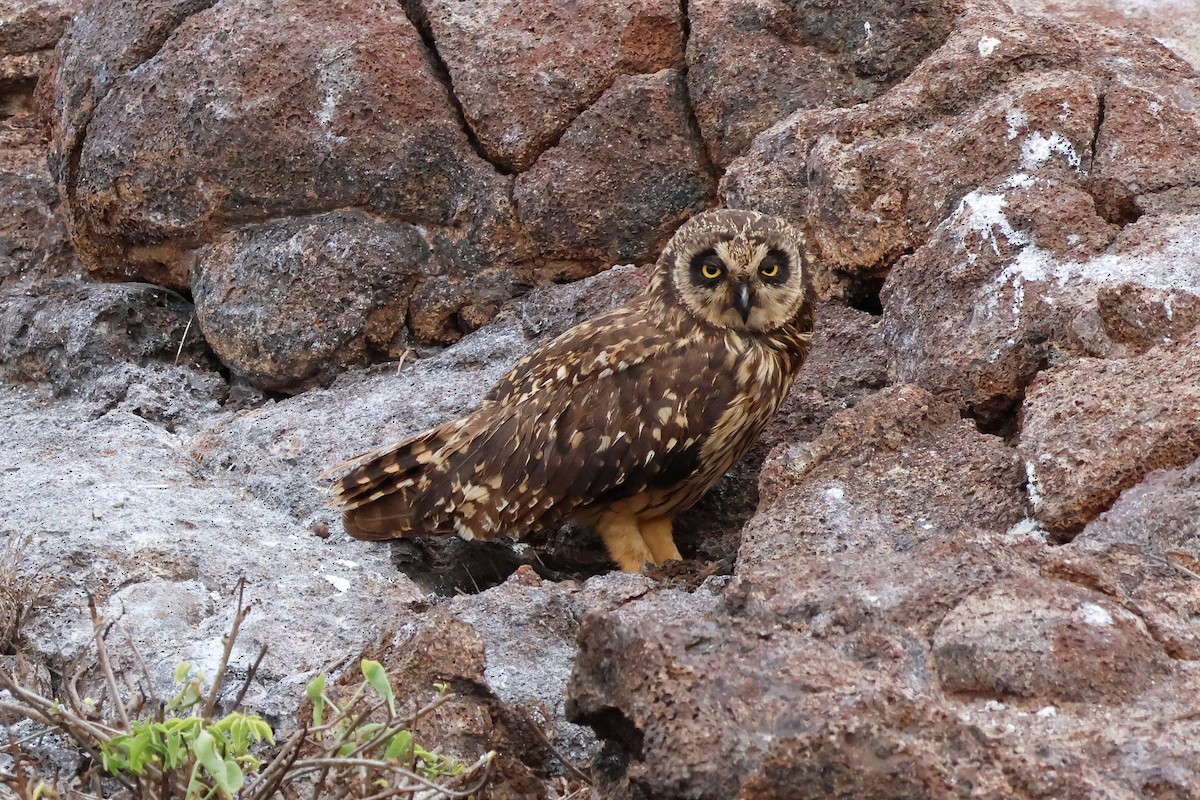 Zingira-hontza (galapagoensis) - ML624354800