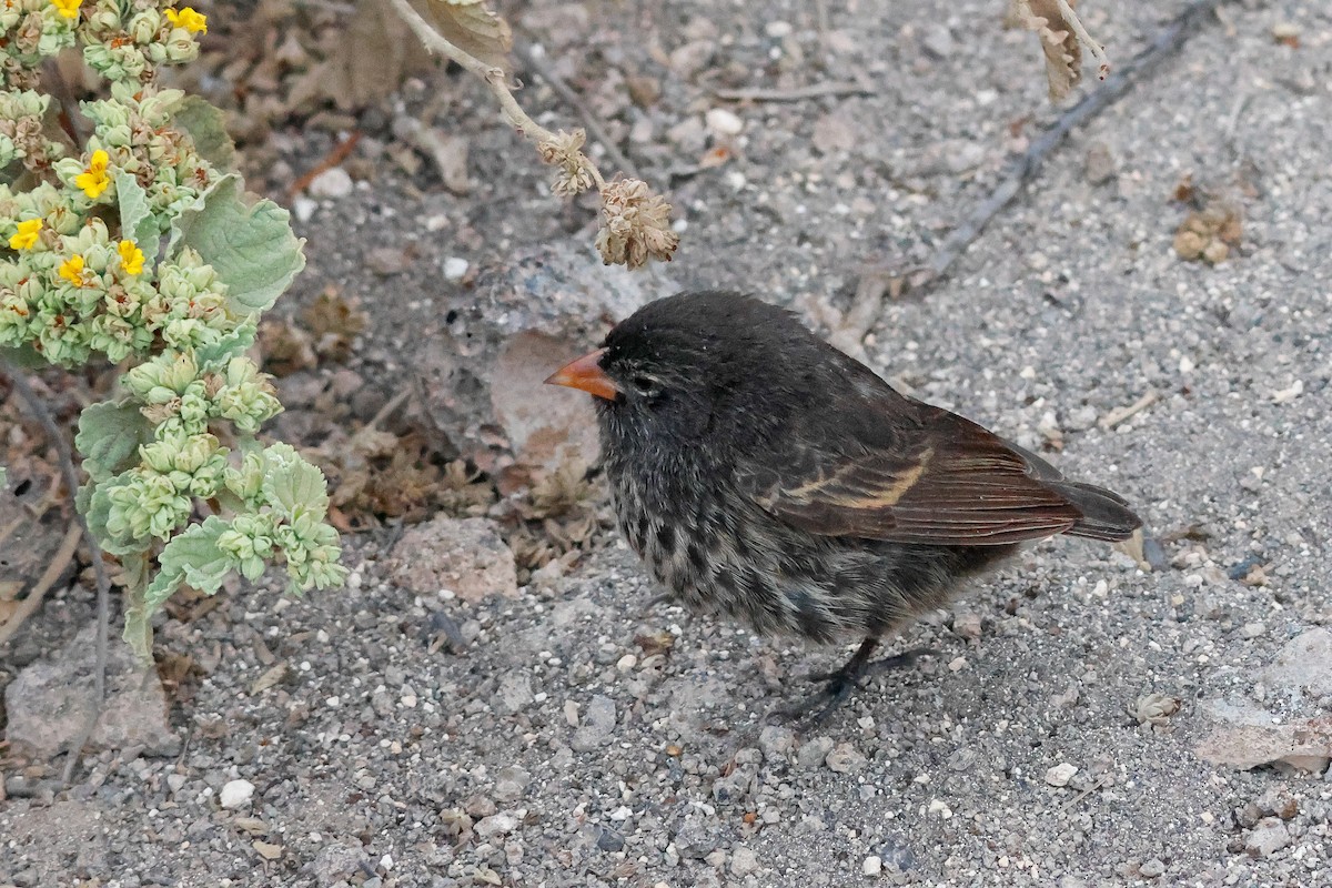 Genovesa Ground-Finch - ML624354831