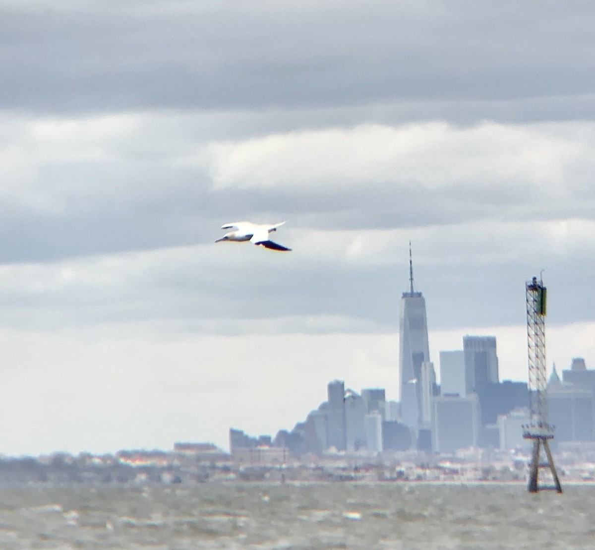 Northern Gannet - ML624354985