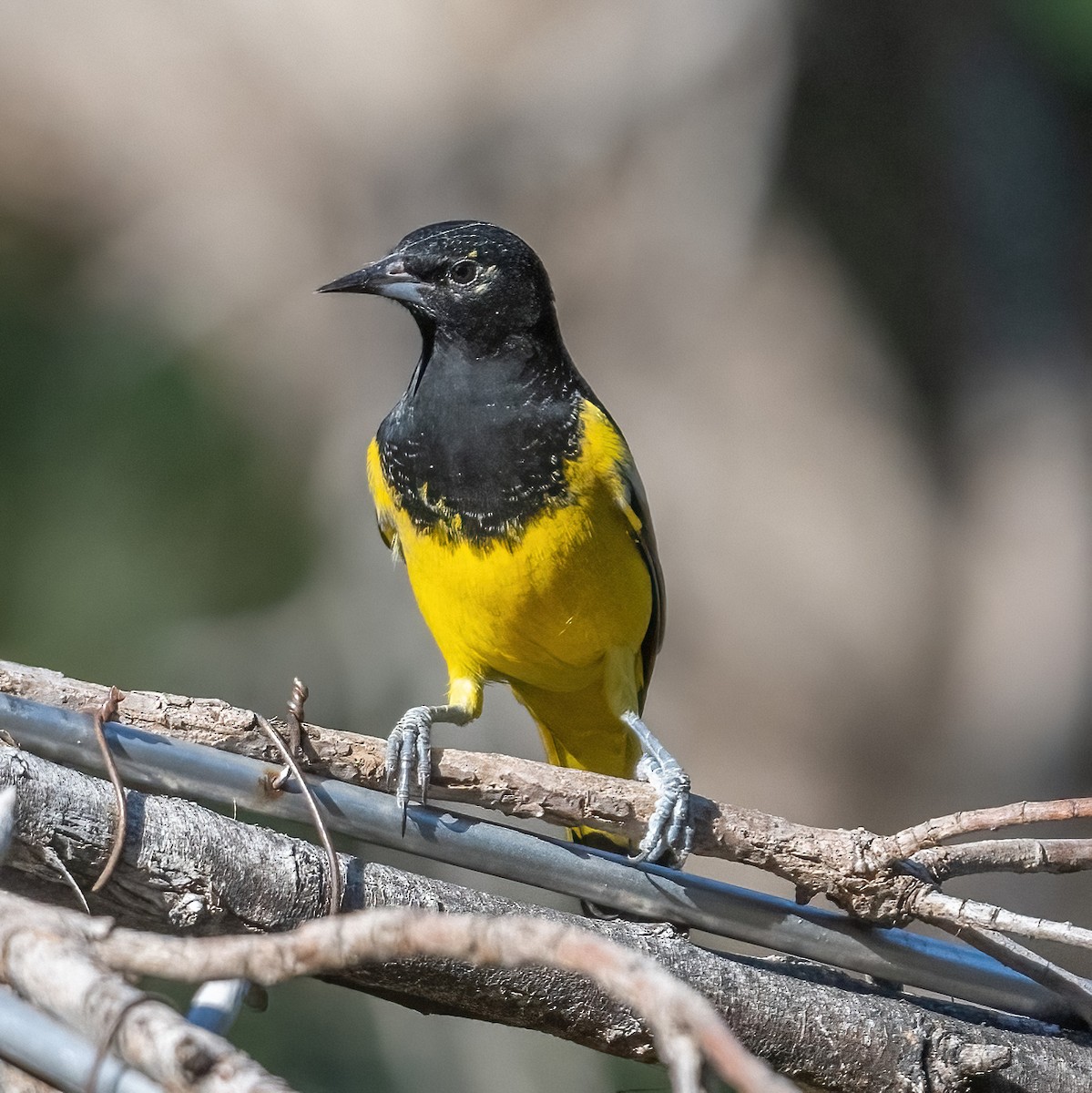 Scott's Oriole - ML624355124