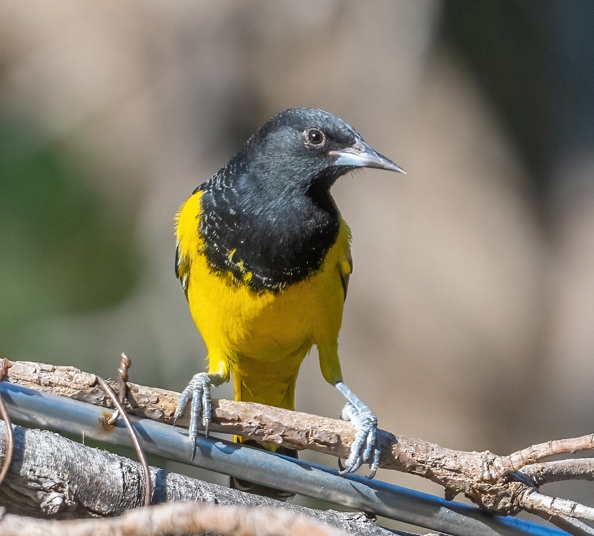 Scott's Oriole - Eric Kallen