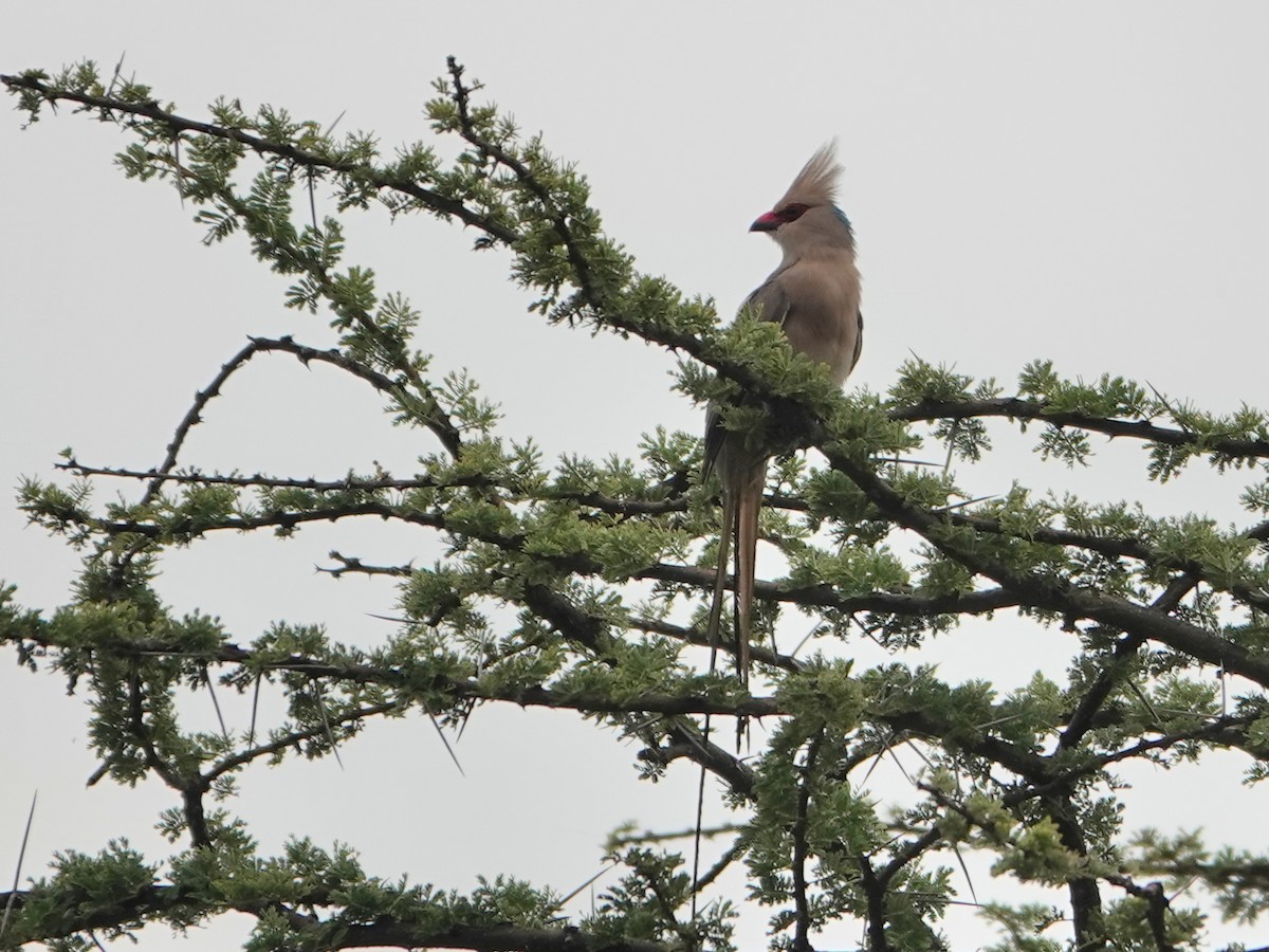 Blue-naped Mousebird - ML624355216