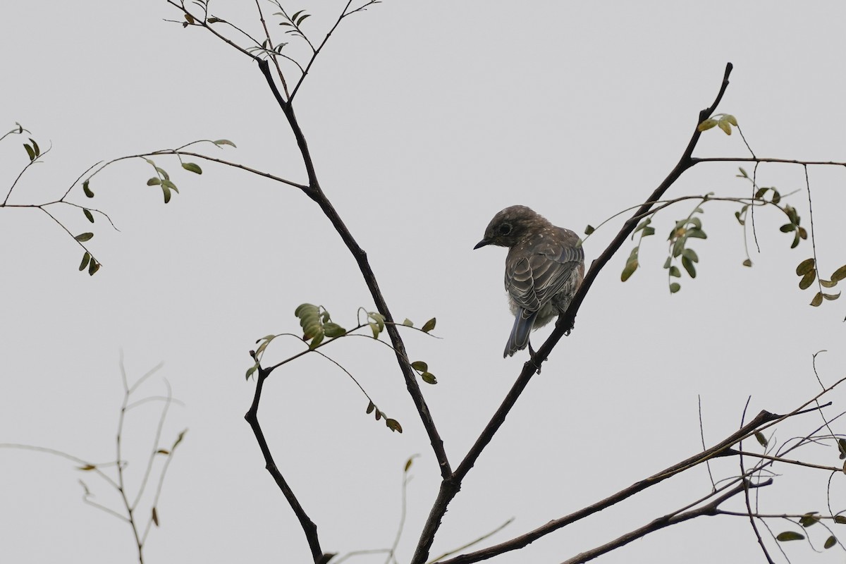 Eastern Bluebird - ML624355269