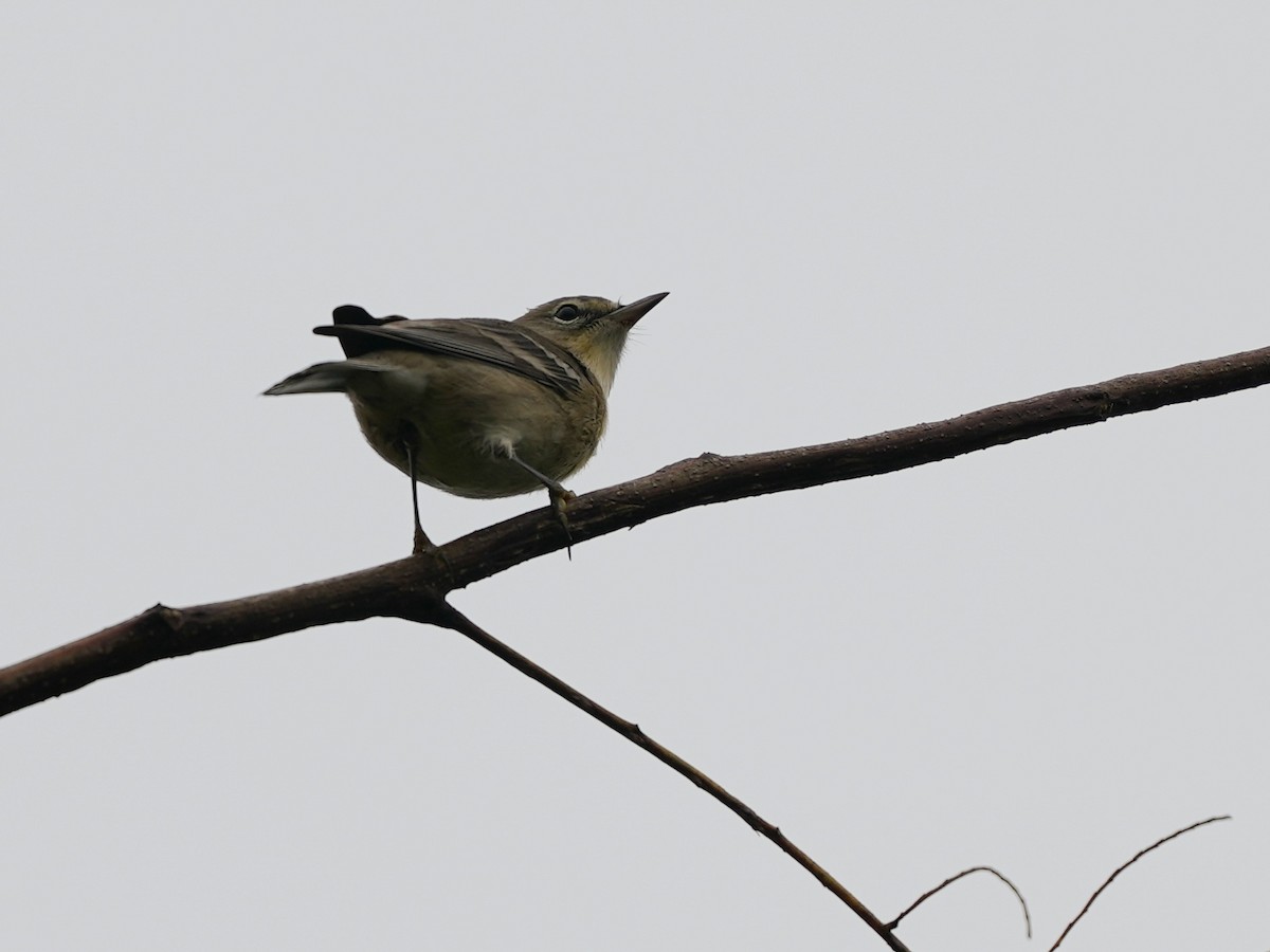 Pine Warbler - ML624355288