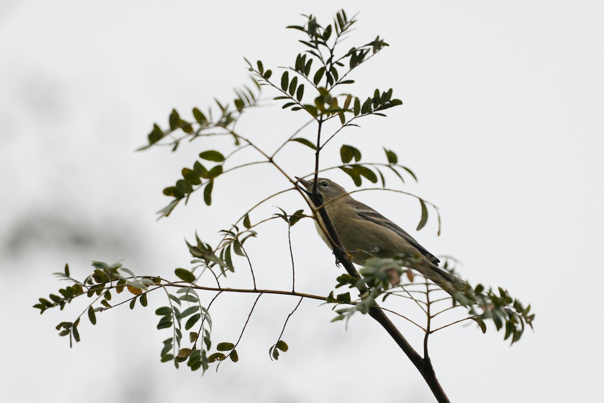 Pine Warbler - ML624355289