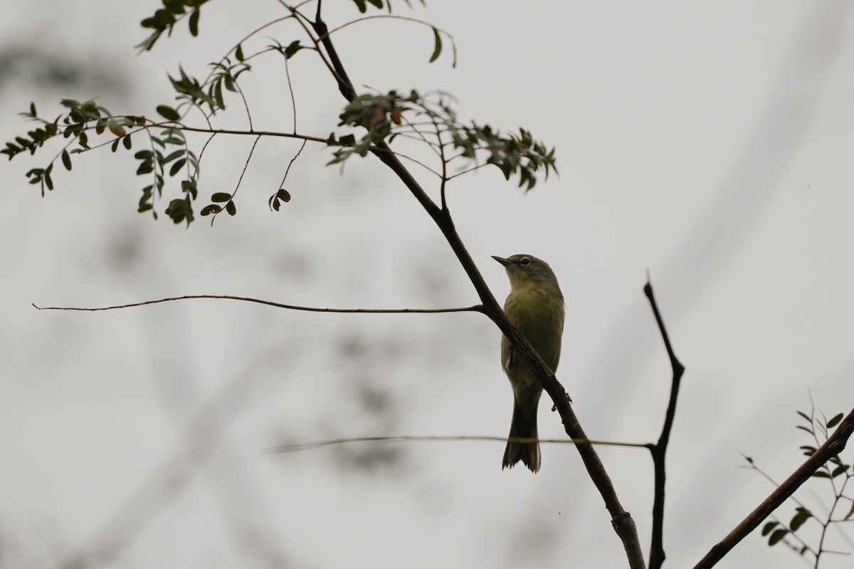 Pine Warbler - ML624355290
