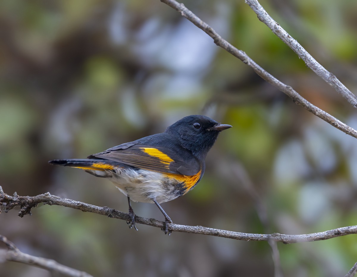 American Redstart - Roger Uzun 🐦‍⬛