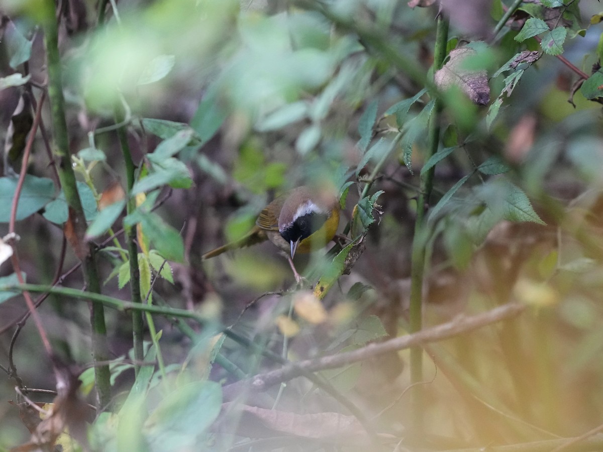 Common Yellowthroat - ML624355370